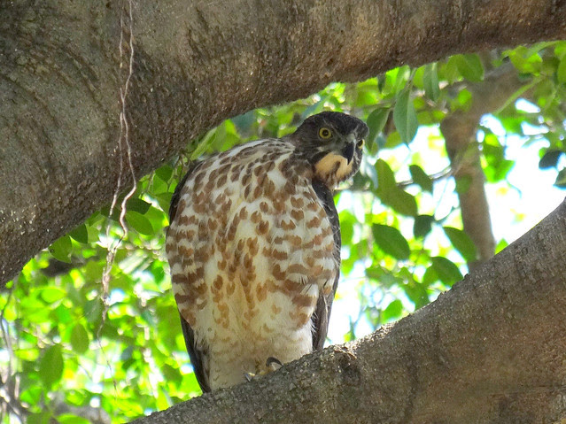 鳳頭蒼鷹/無限台南