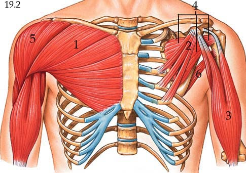 Anatomy Of Chest Muscles Male : Internal Anatomy Of Male Chest And
