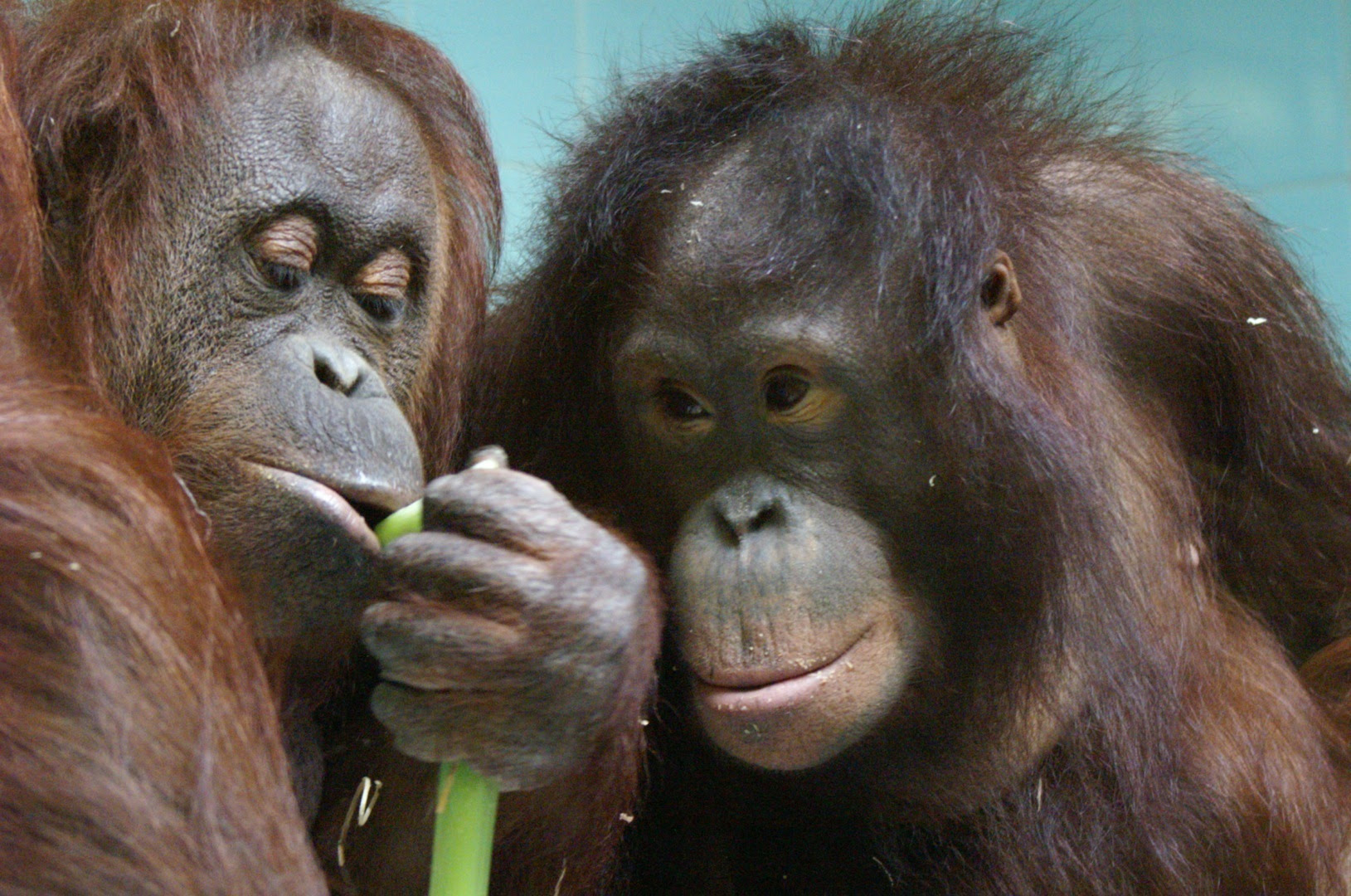 Terkeren 30 Foto Foto Lucu Orang Utan Gambar Gokil dan Lucu