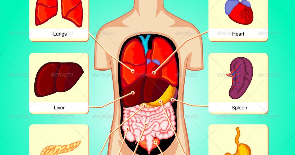 Diagram Of Internal Organs Female : Human Female Internal Organs