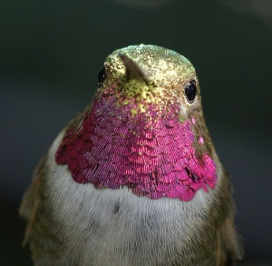 Hummingbird
