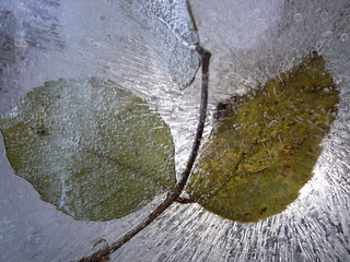 Frozen Leaf 1