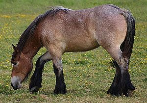 En: Belgian draft horse, Denmark *Da: Belgisk ...