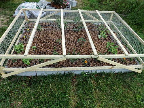raised bed