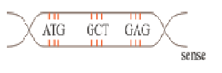 sintesis protein
