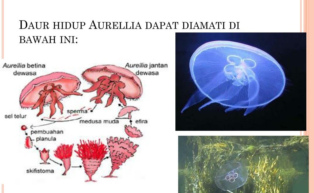 Daur Hidup Aurelia Aurita
