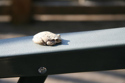 Toad on chair