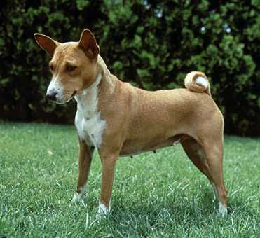 Basenji Pictures Information Training Ápolás És Kölyökkutyák