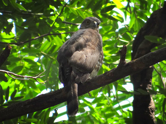 鳳頭蒼鷹/無限台南