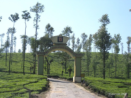 Sholayar & Kallyar Estate