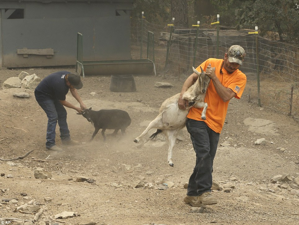 Animal rescue volunteer Chad Hughes, right, carries a goat to a trailer from a home threatened by a fire near Railroad Flat, California