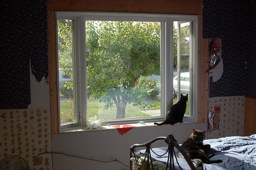 New window on the world