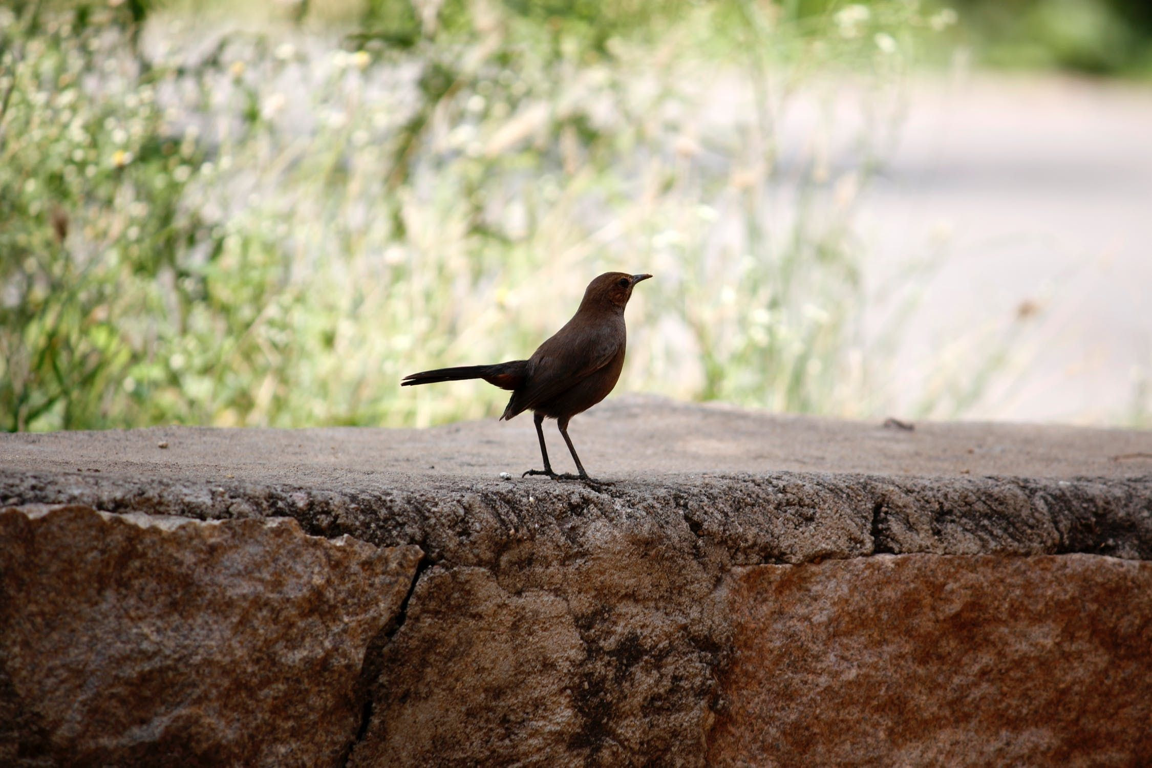 Stone birds