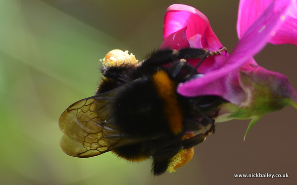 bumblebee. © Nick Bailey