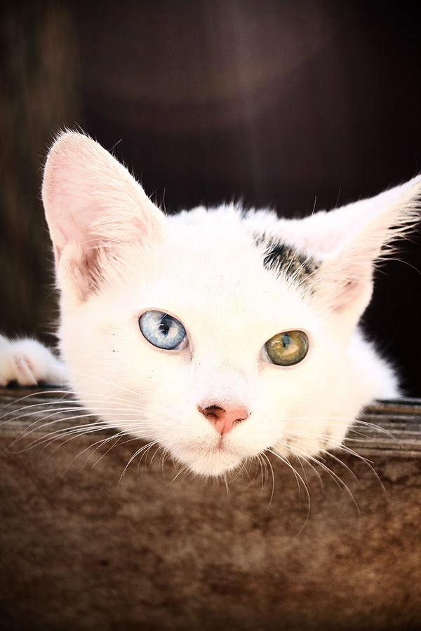 HouaVangPhotography: A cat with two different eye colors