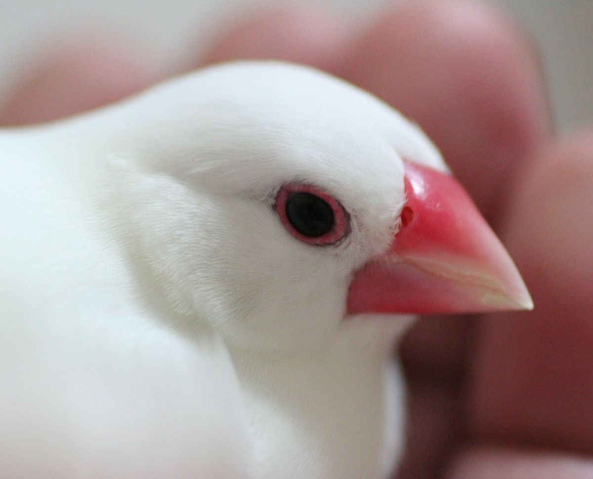 最高のかわいい 文鳥 壁紙 最高の花の画像