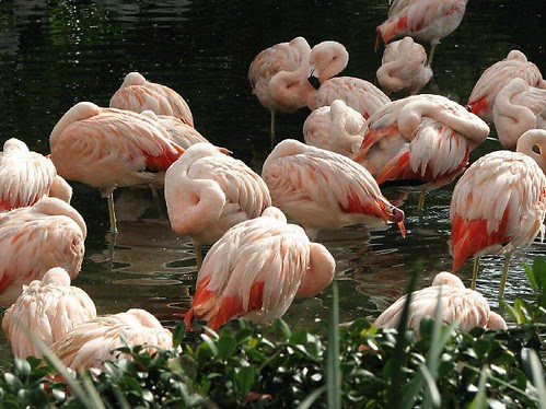 Flamingo nap time