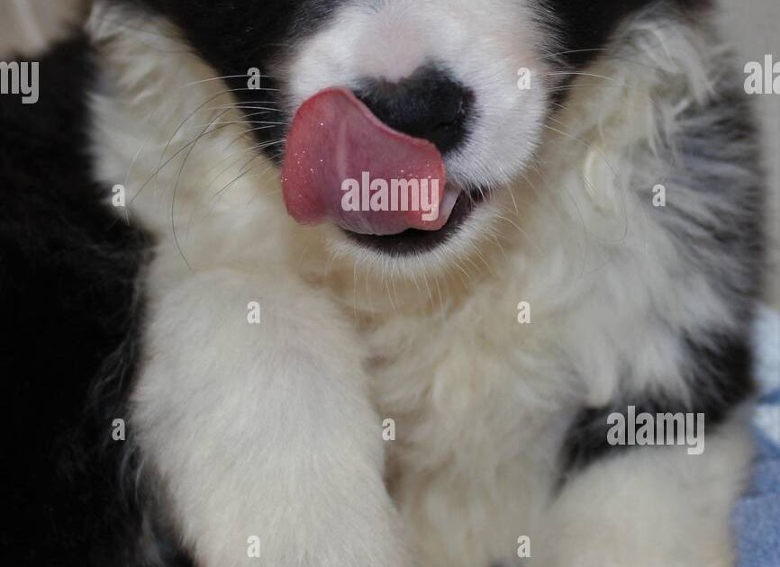 Bummiswhisperforsale Border Collie Puppies Raleigh Nc