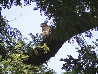 鳳頭蒼鷹/無限台南