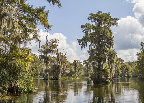 Trees on the Wakulla River