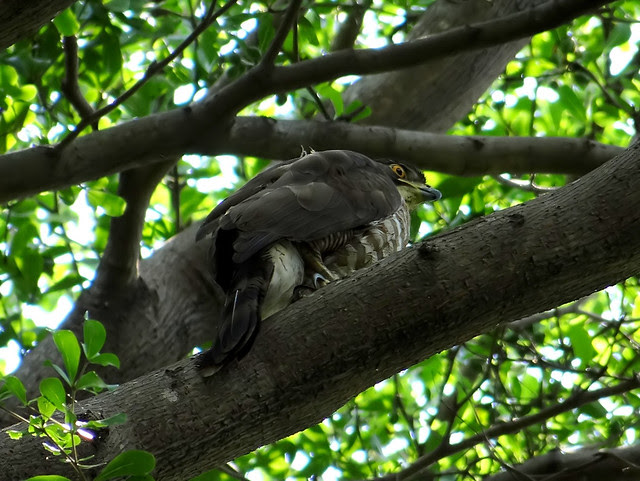 鳳頭蒼鷹/無限台南