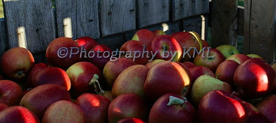 harvested apples in a wood crate