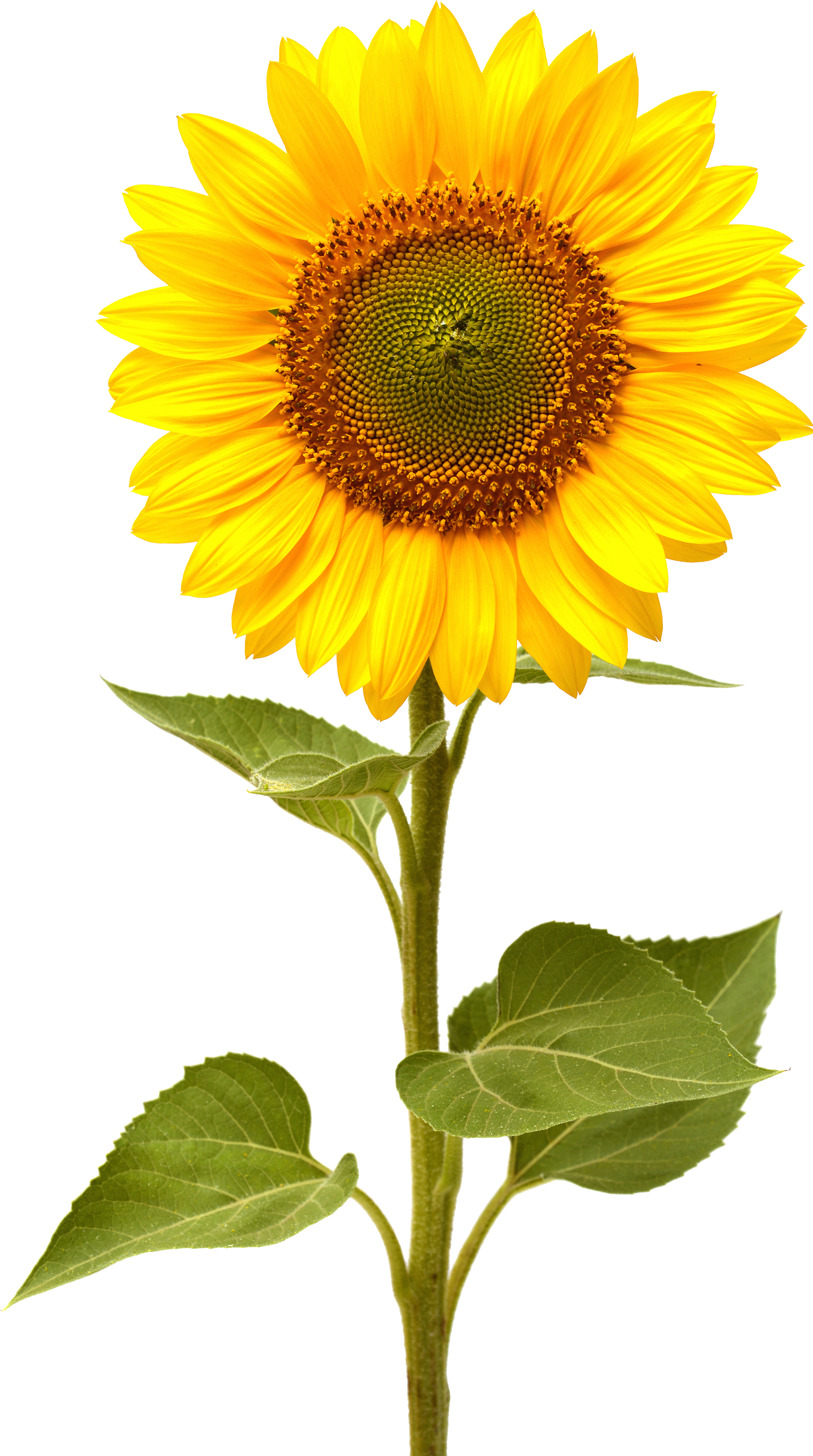 Common sunflower Computer Icons - sunflower png download ...