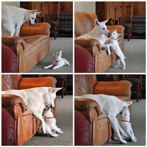 Happy and Maggie playing