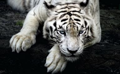 101 Gambar Harimau Putih Tidur Paling Hist Gambar Pixabay
