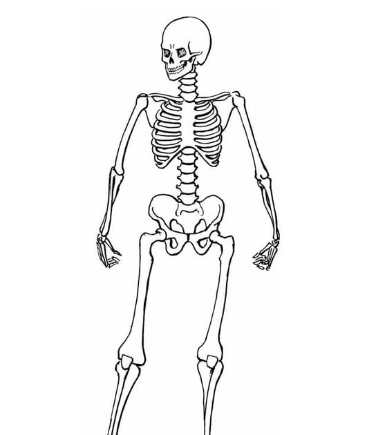 skelett zum ausdrucken  ausmalbilder und vorlagen