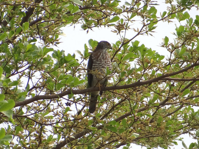 鳳頭蒼鷹/無限台南