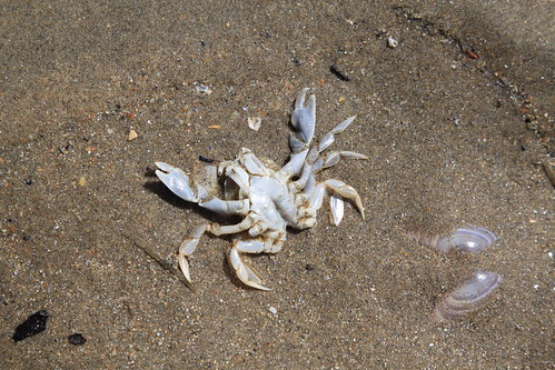 Crabbid