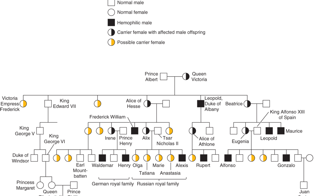 answer-key-pedigree-worksheet-3-hemophilia-the-royal-disease-answers-pedigree-worksheet-3