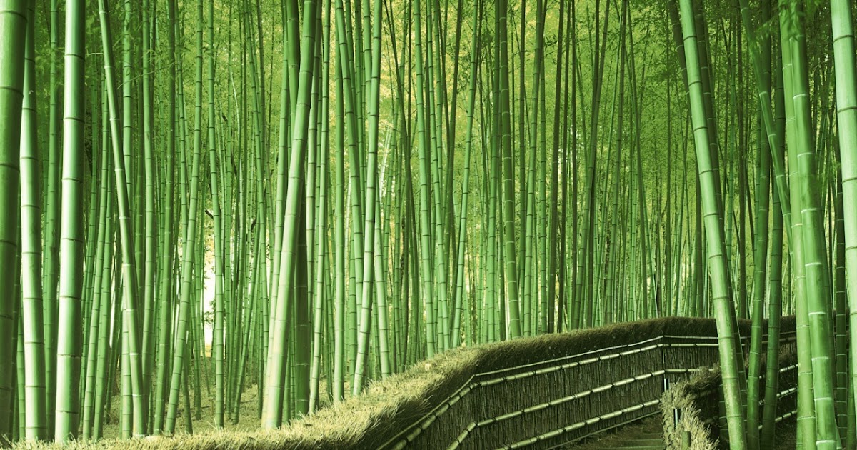 Anime Bamboo Forest Wallpaper