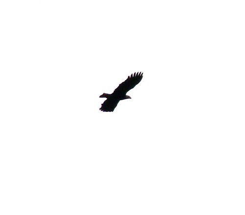 Bald eagle from FAR away