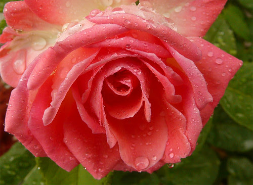 Pink Rose After Rain