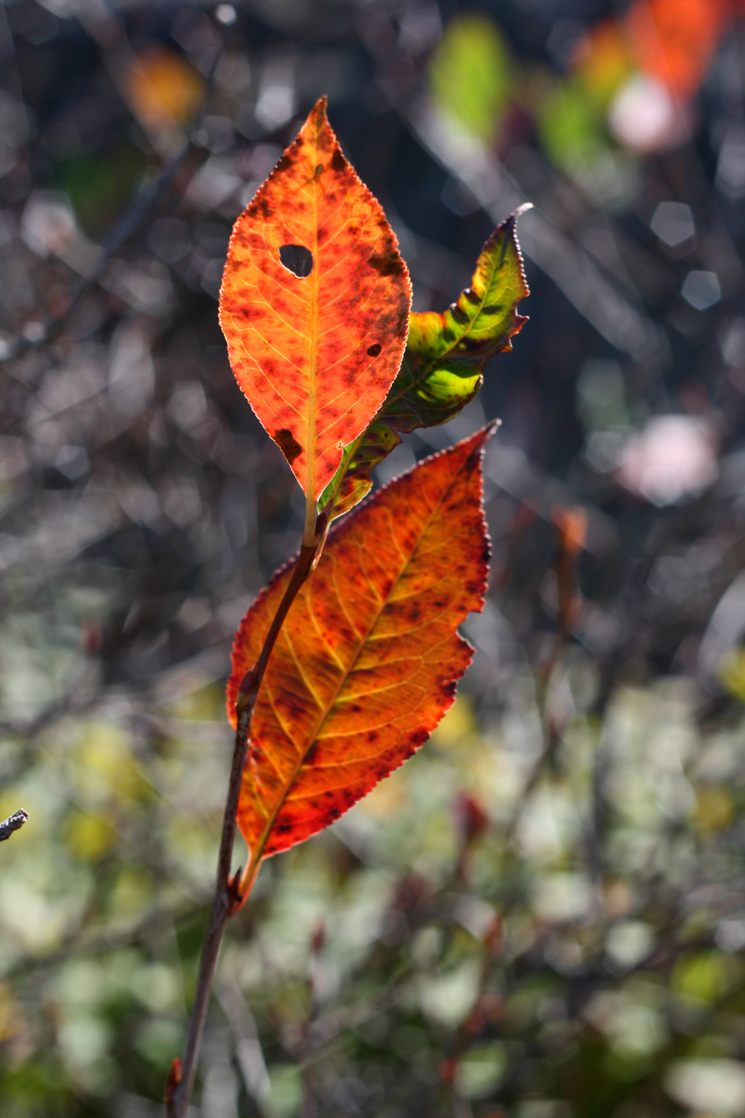 red leaves in the mountains, leah wise