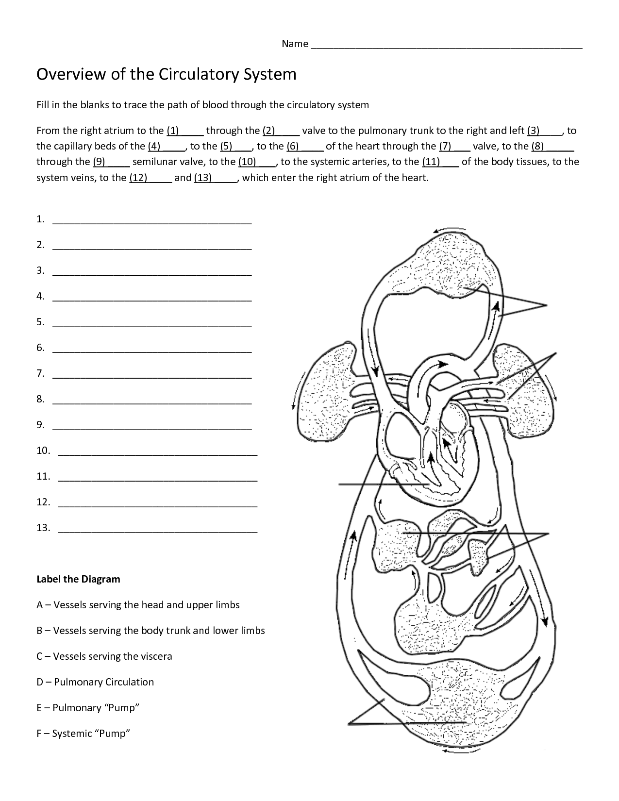 Circulatory System Worksheet High School - Promotiontablecovers In The Circulatory System Worksheet Answers