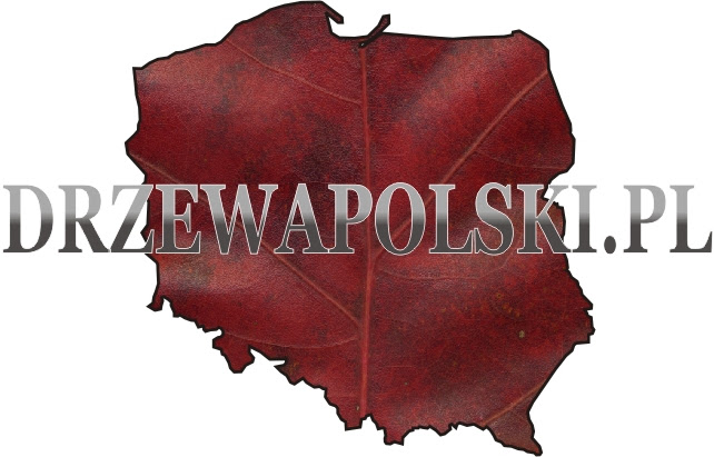 Logotyp drzewapolski.pl Logotyp drzewapolski.pl