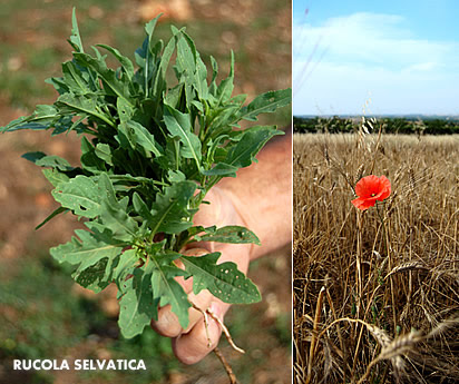 Rucola selvatica e campo di grano
