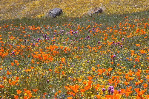 wildflower mix
