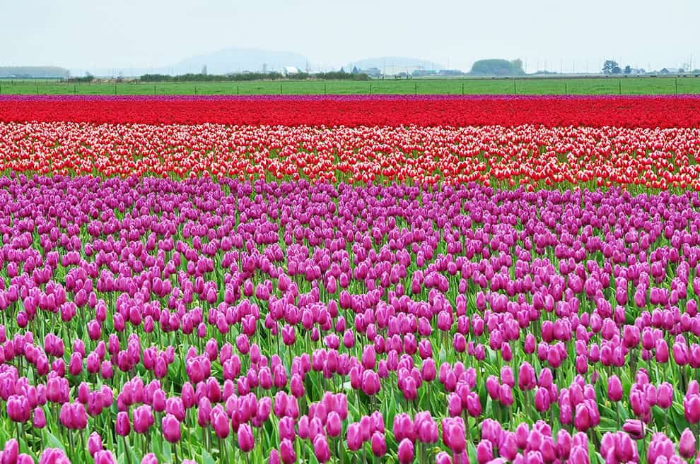 Skagit Valley Skagit Valley, Ουάσιγκτον, Ηνωμένες Πολιτείες της Αμερικής, τα πεδία τουλίπα