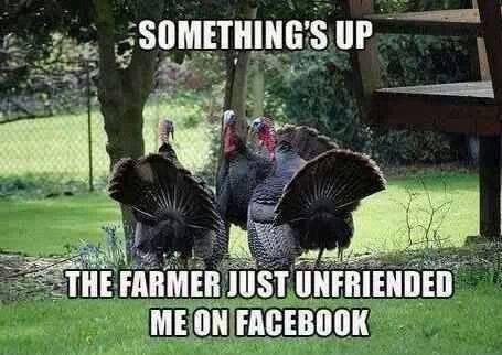 Thanksgiving funny turkey farmer facebook, turkey funny, turkey comic