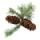 pinecones