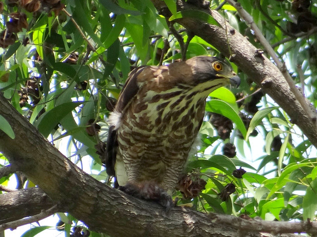 鳳頭蒼鷹/無限台南