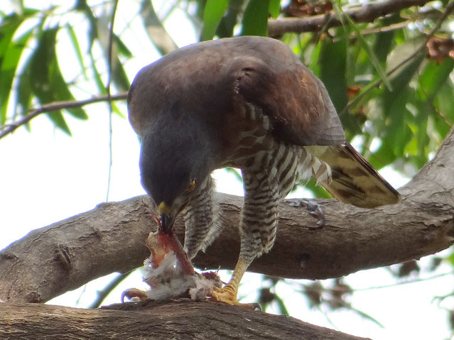 鳳頭蒼鷹/無限台南