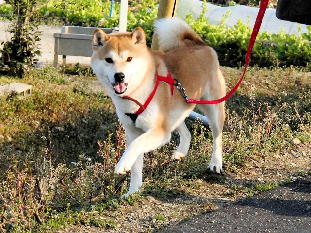 75 犬 歩き方 アニメーション 最高のアニメ画像
