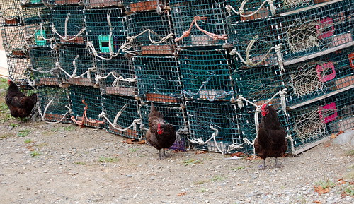 chickens and lobster traps