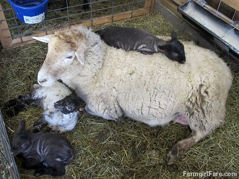 Mother's Day (2) - Frenchie and her triplets - FarmgirlFare.com