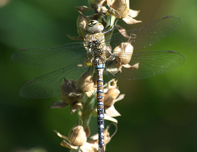 DSC_4252 dragonfly
